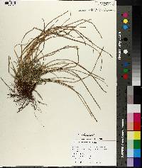 Carex microrhyncha image