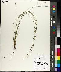 Carex multicaulis image