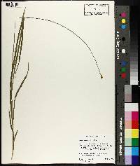 Carex nervina image