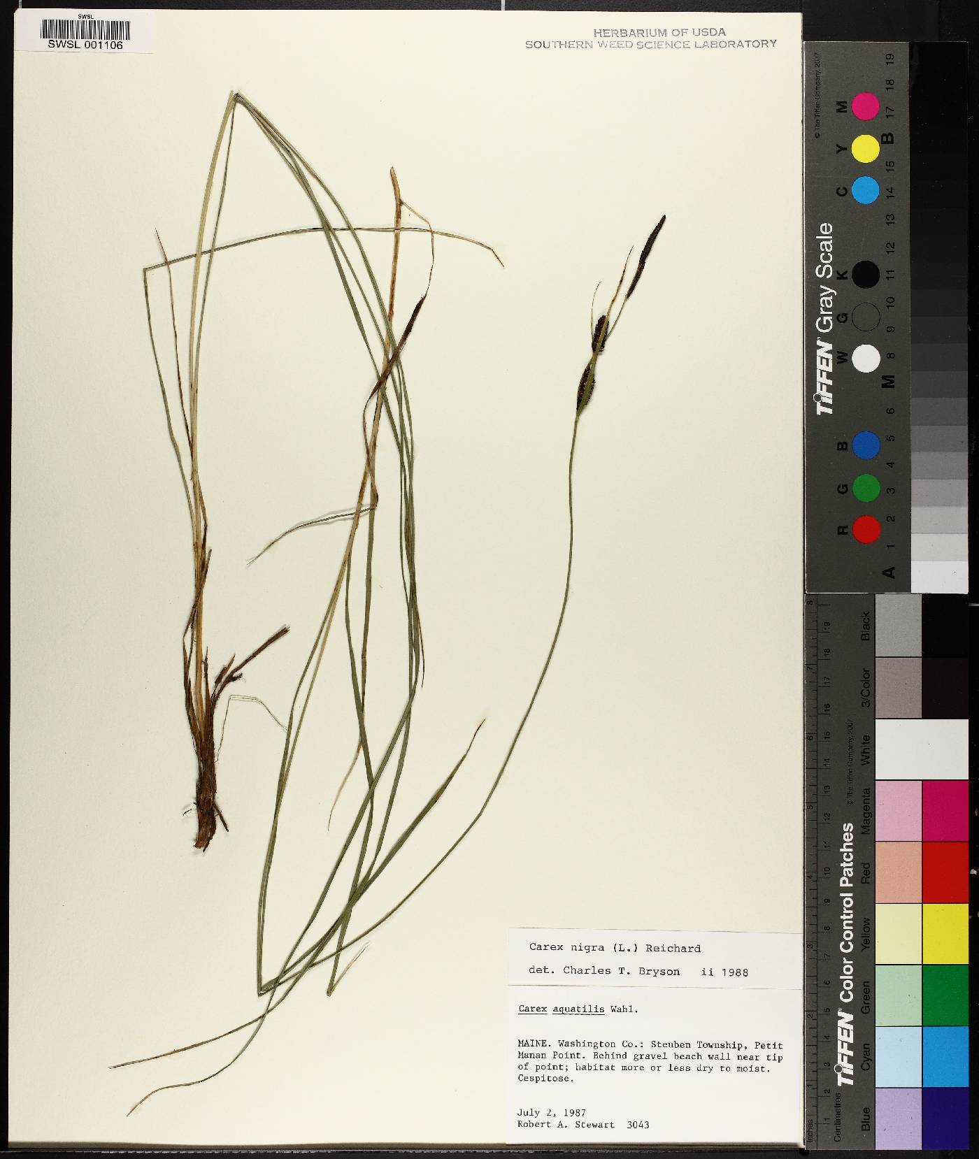 Carex nigra image