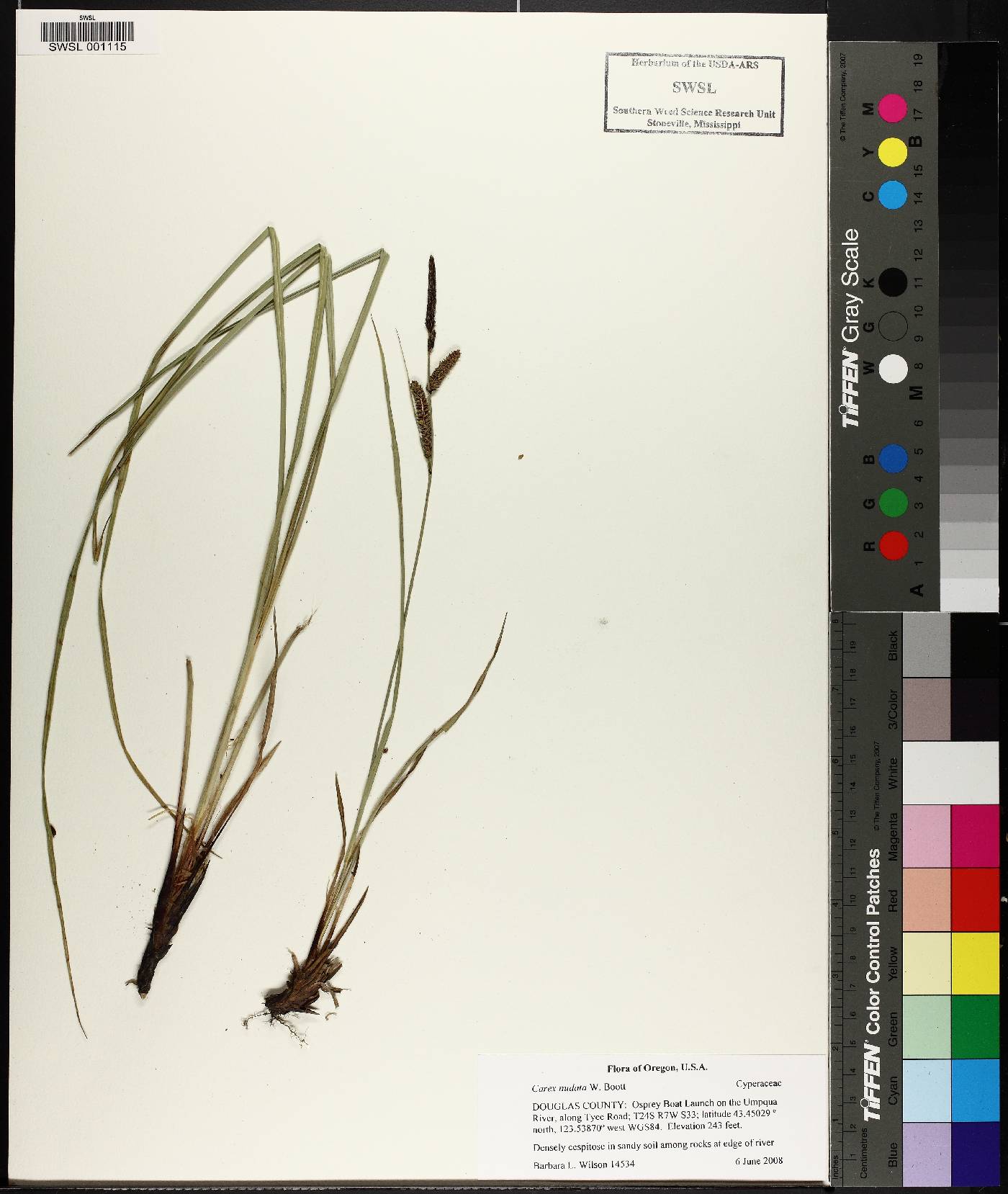 Carex nudata image