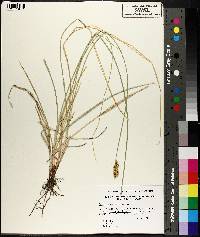 Carex occidentalis image