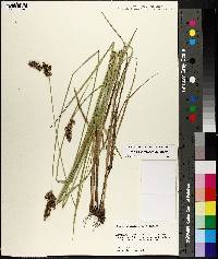 Carex oklahomensis image