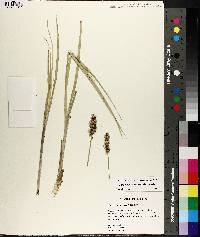 Carex oklahomensis image