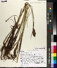 Carex oklahomensis image