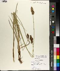 Carex oklahomensis image