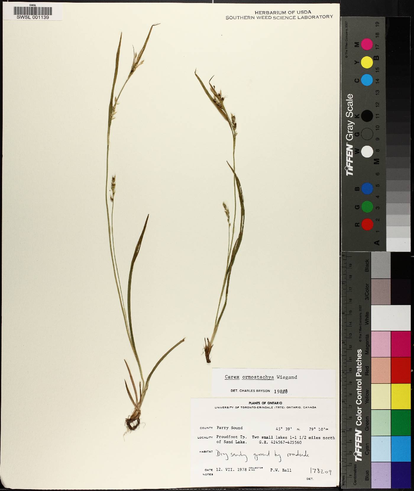 Carex ormostachya image