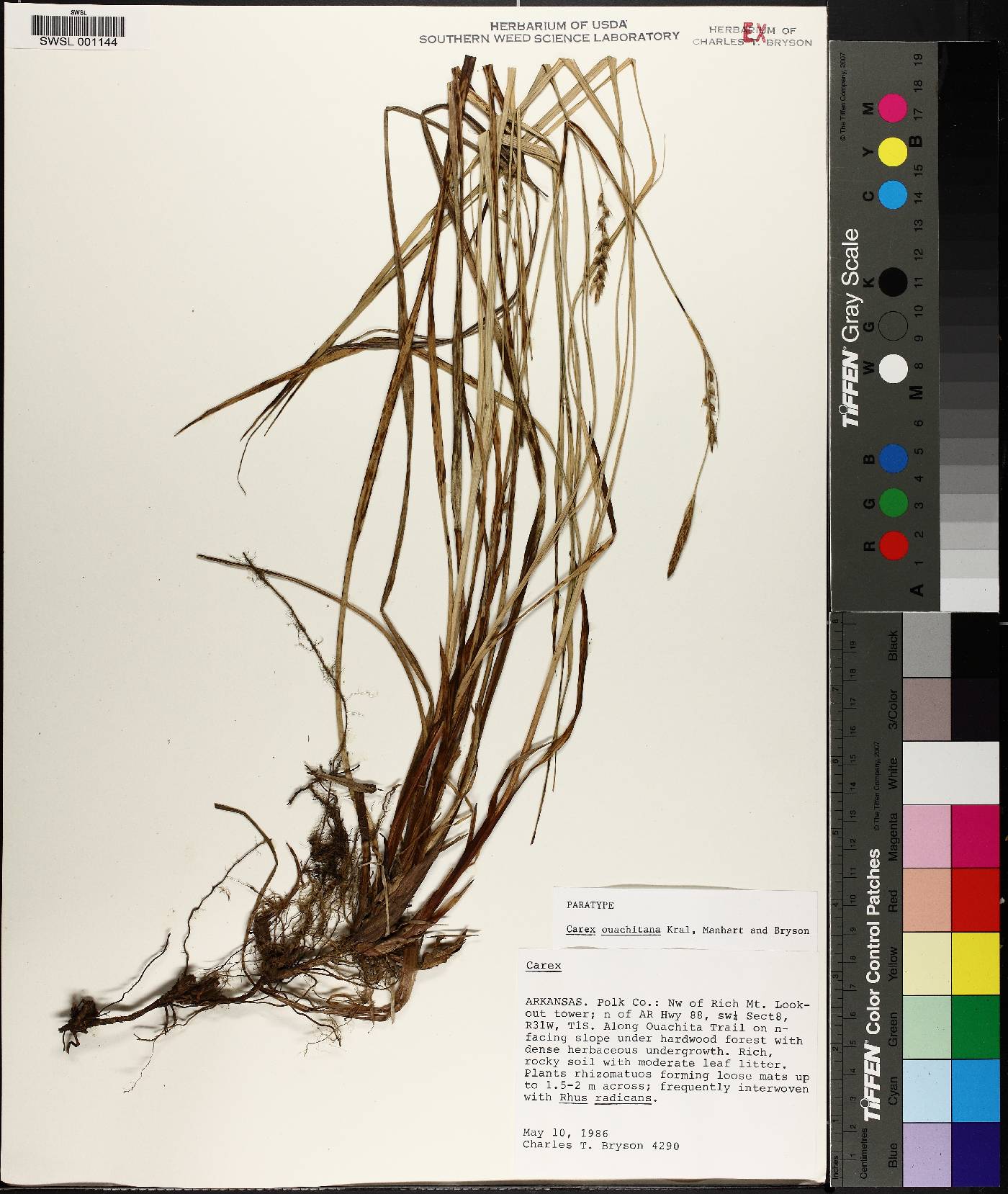 Carex ouachitana image