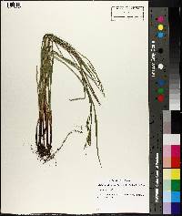 Carex oxylepis image