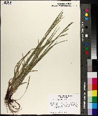 Carex oxylepis image