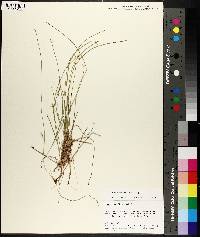 Carex pauciflora image