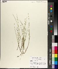 Carex pauciflora image