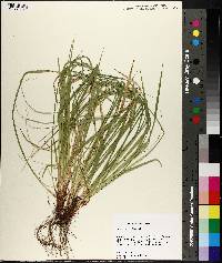 Carex picta image