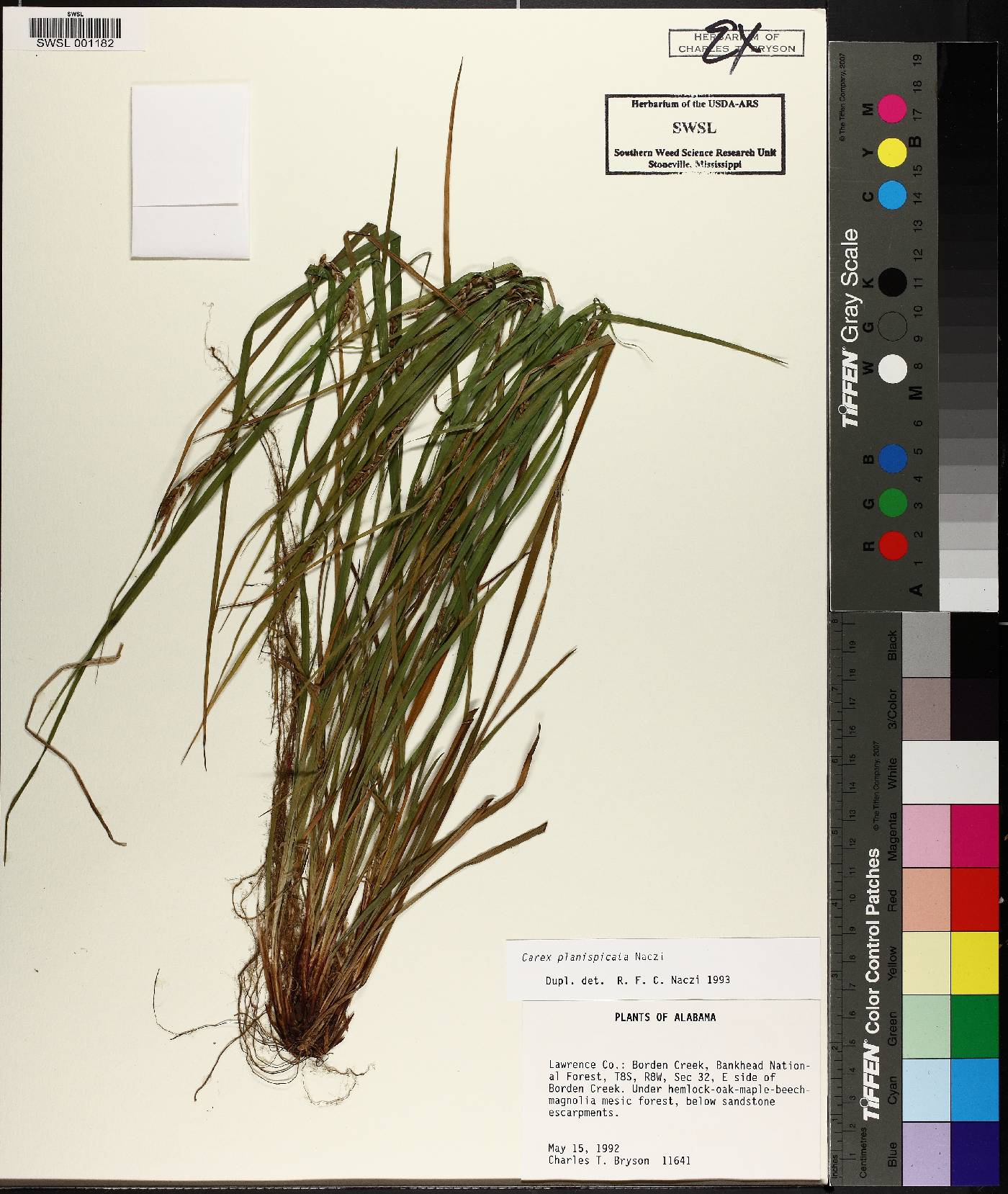 Carex planispicata image