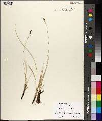 Carex praegracilis image