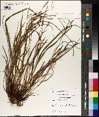 Carex purpurifera image