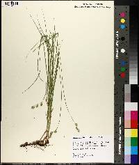 Carex reniformis image