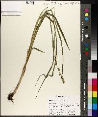 Carex sparganioides image