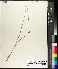 Carex stenoptila image