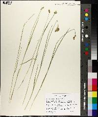 Carex suberecta image