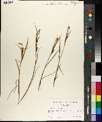 Carex subspathacea image