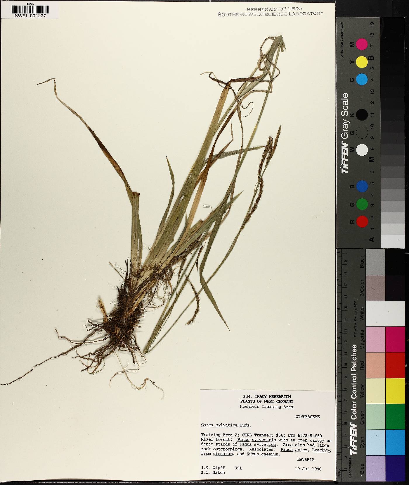 Carex sylvatica image