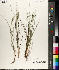 Carex tenax image