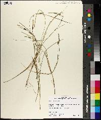 Carex tetanica image