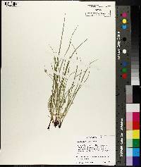 Carex timida image