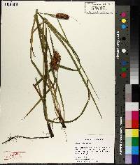 Carex typhina image