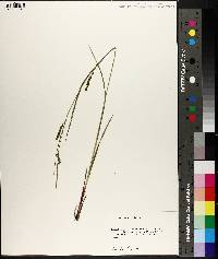 Carex venusta image