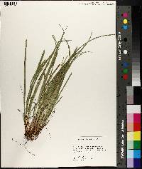 Carex willdenowii image