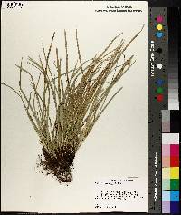 Carex willdenowii image