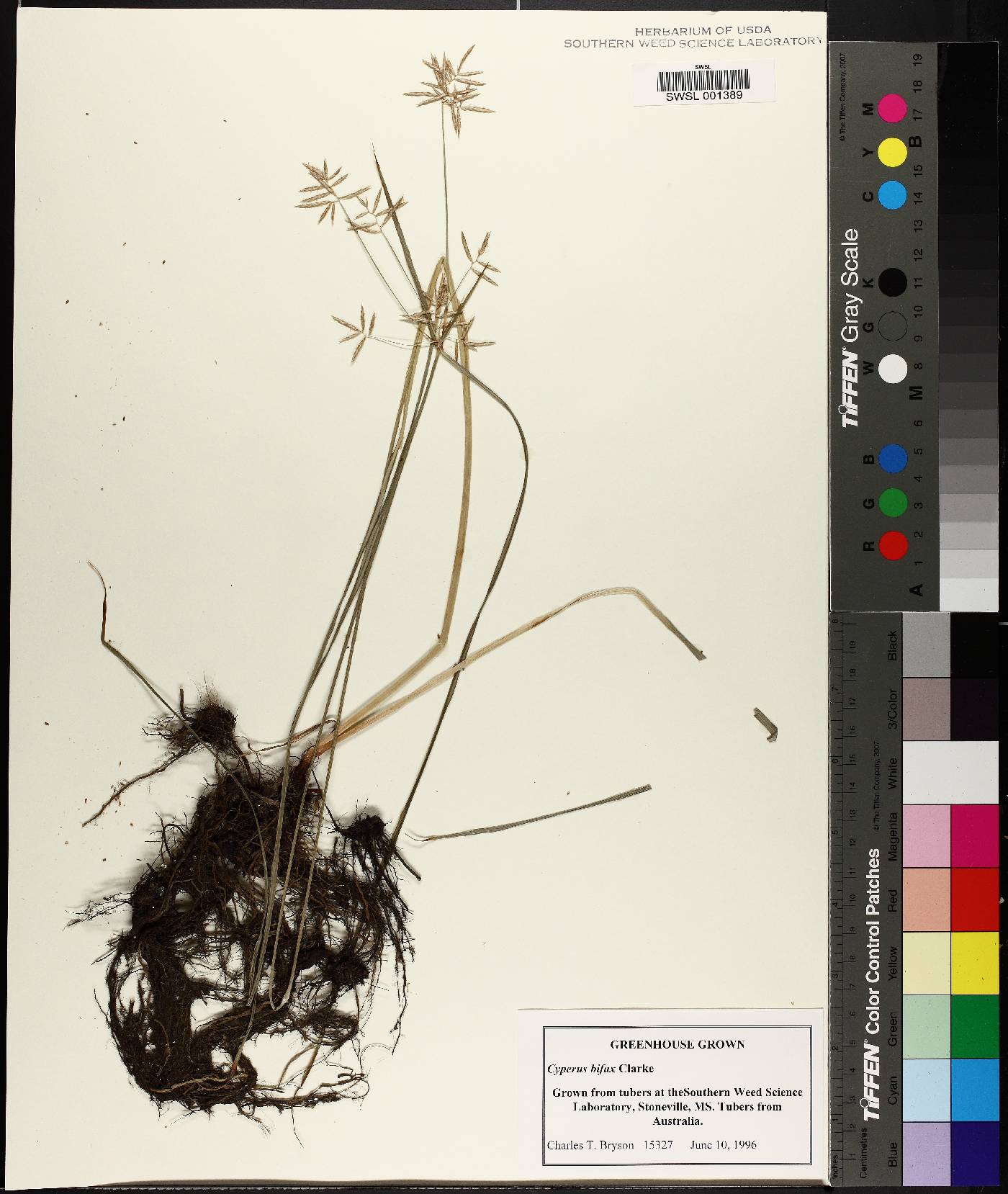 Cyperus bifax image