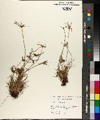 Cyperus croceus image