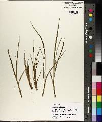 Cyperus difformis image