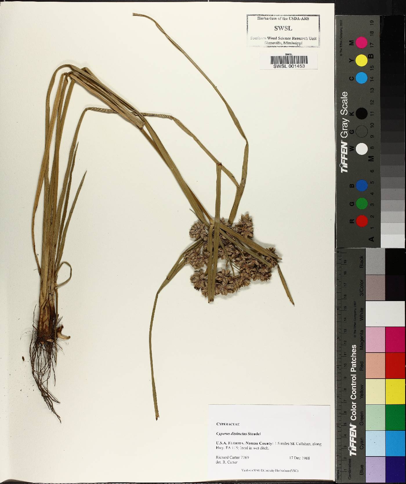 Cyperus distinctus image