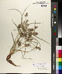 Cyperus erythrorhizos image