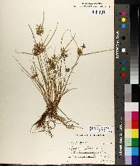 Cyperus flavescens image