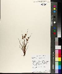 Image of Cyperus granitophilus