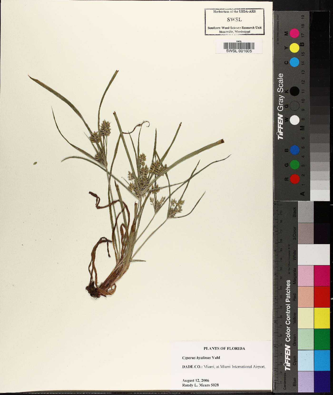 Cyperus hyalinus image