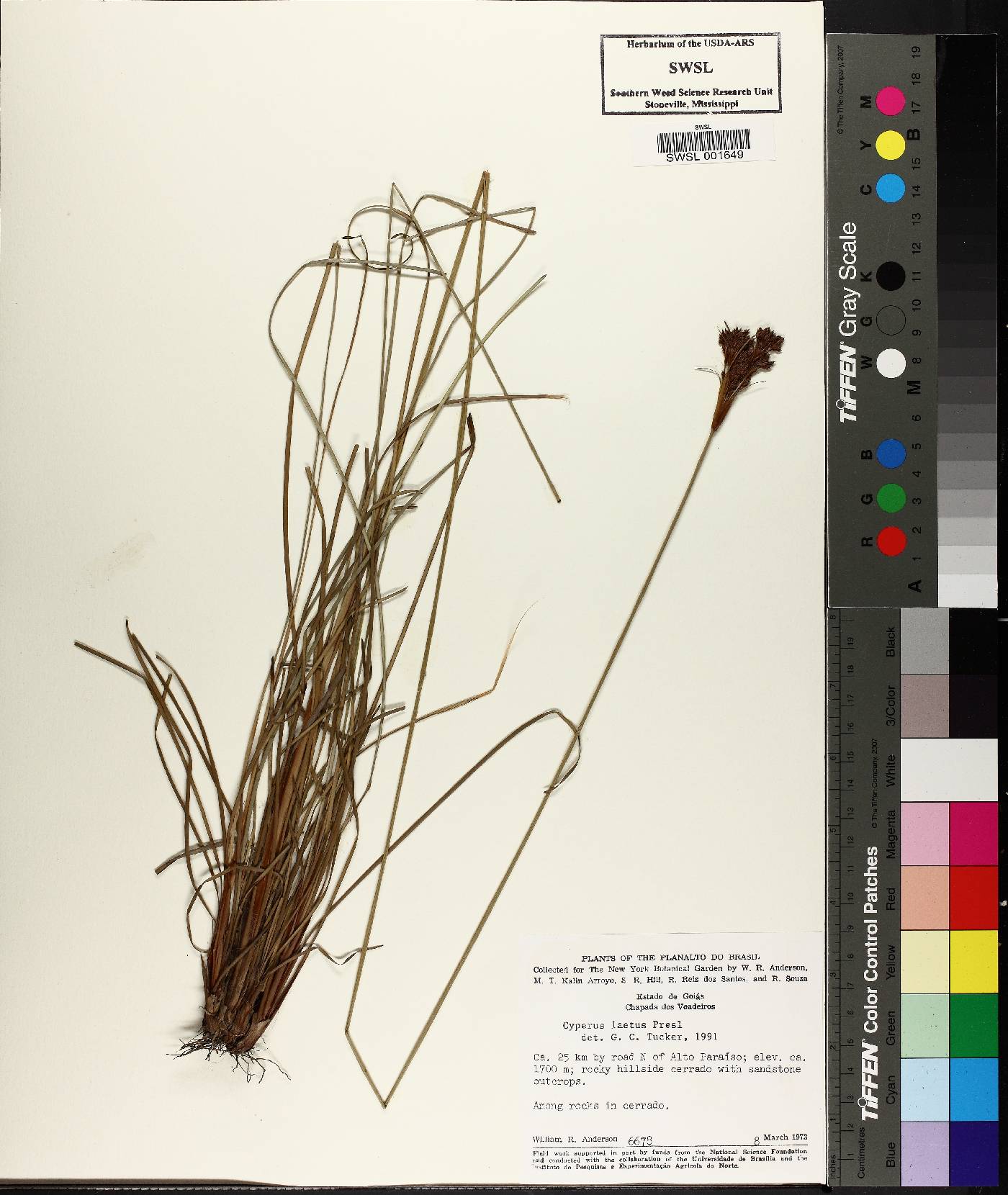 Cyperus laetus image