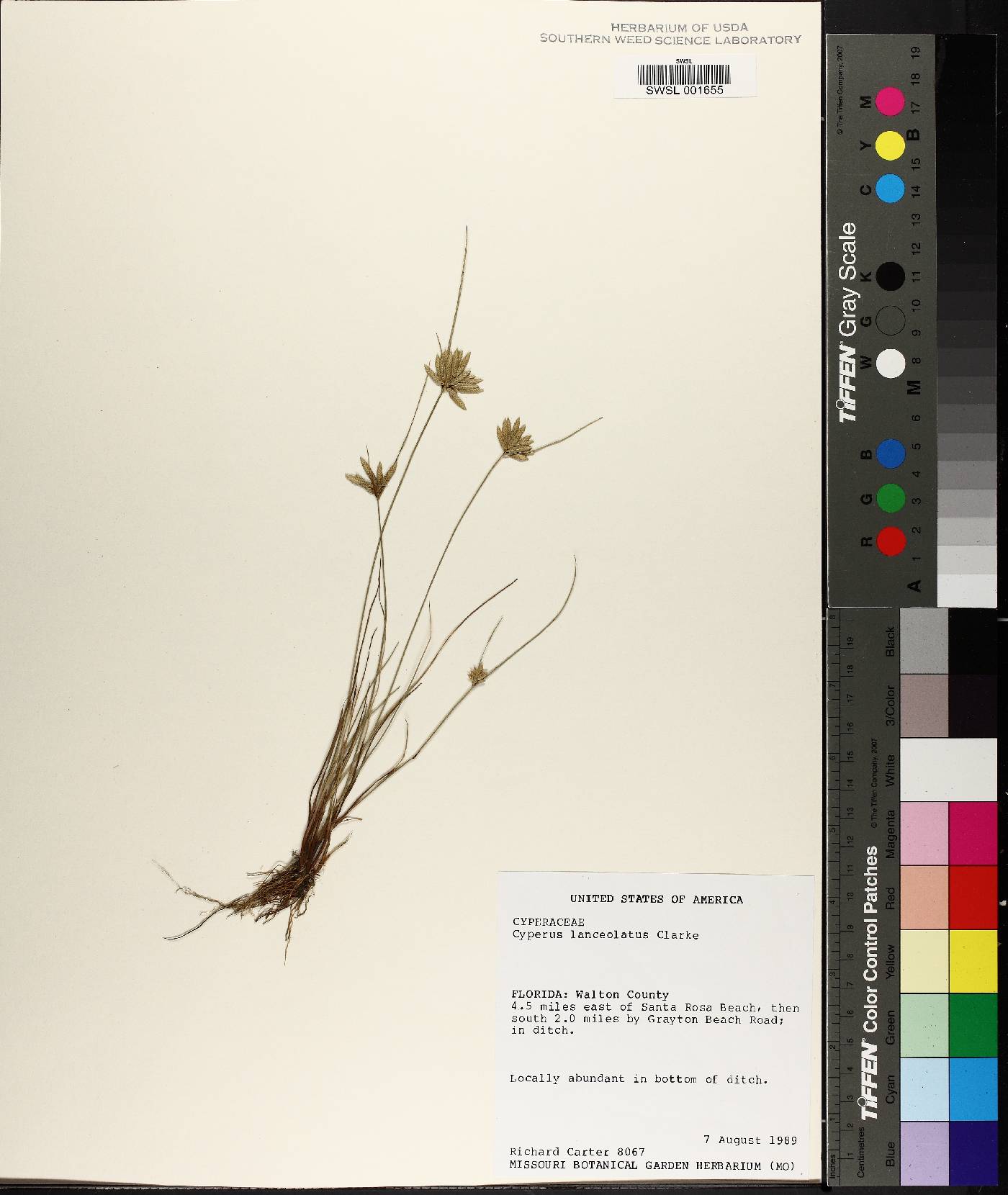 Cyperus lanceolatus image