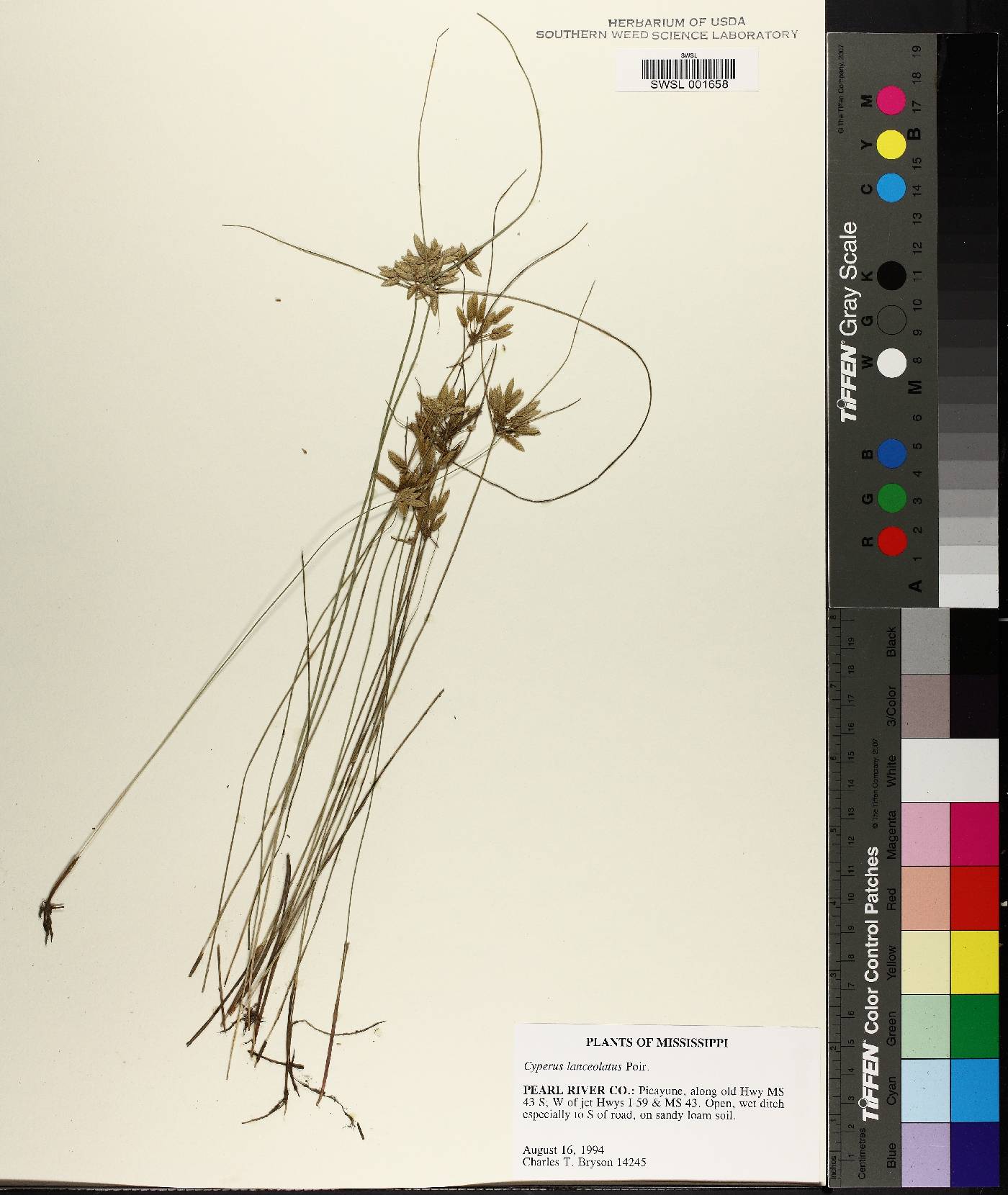 Cyperus lanceolatus image