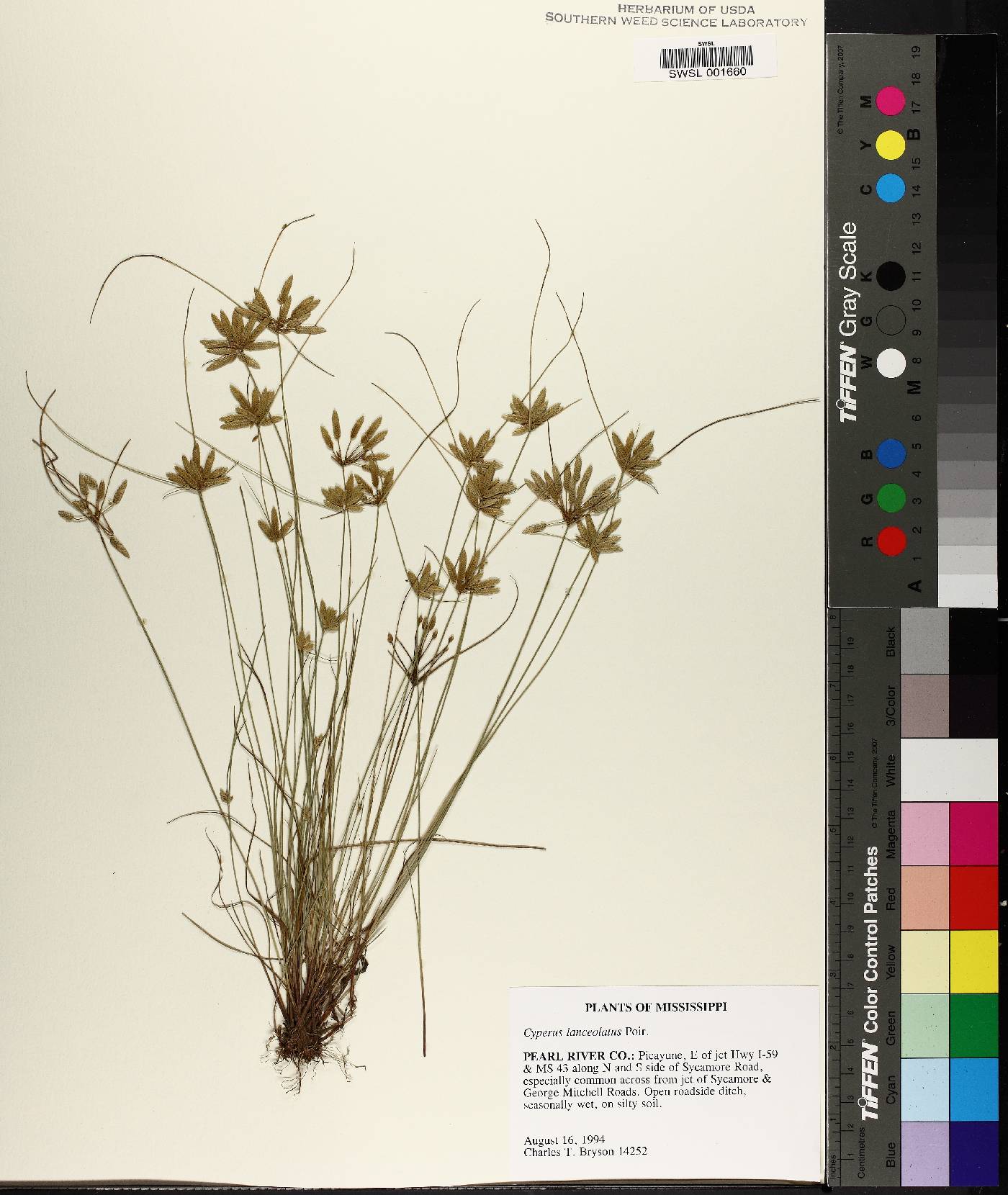 Cyperus lanceolatus image