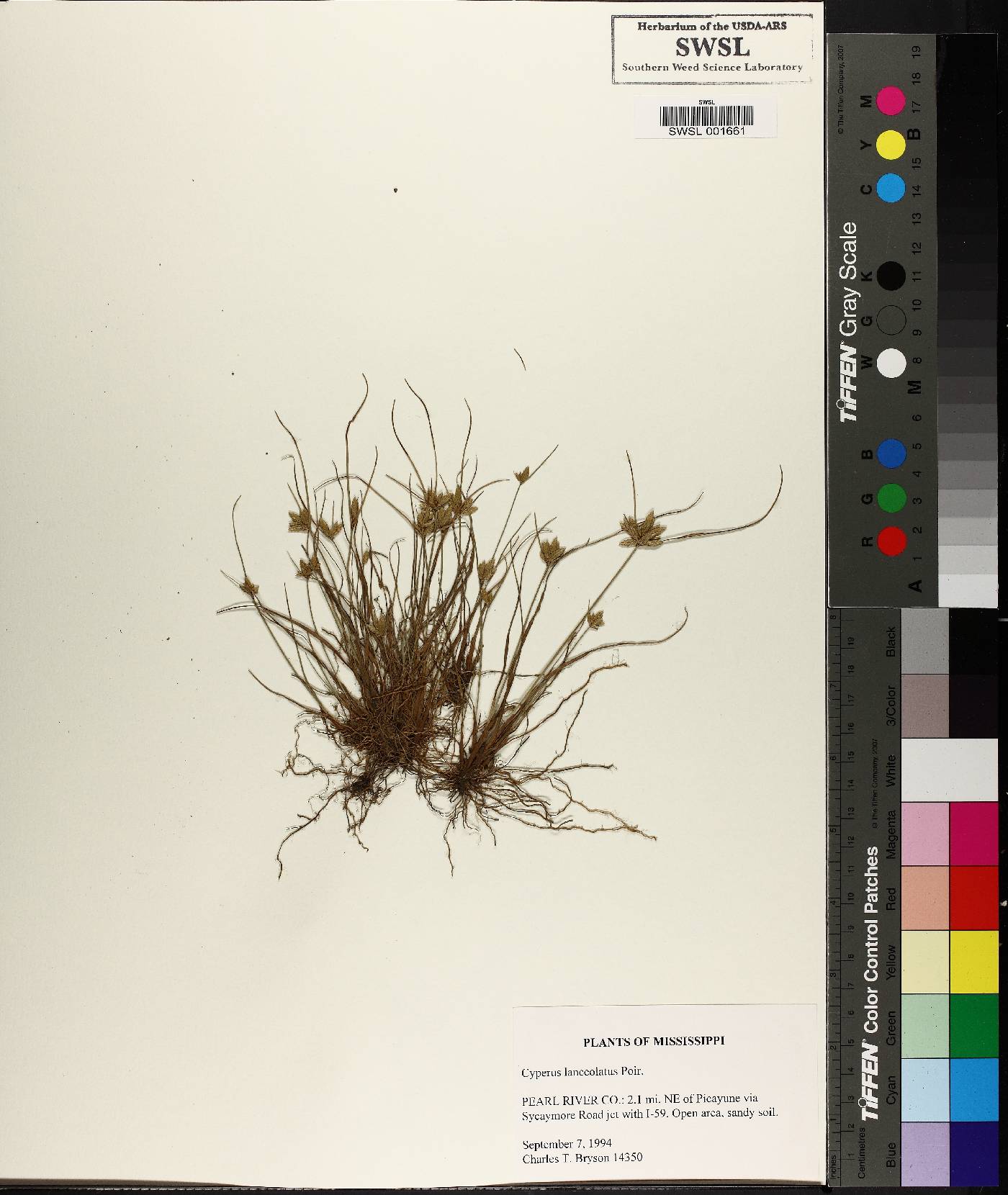 Cyperus lanceolatus image