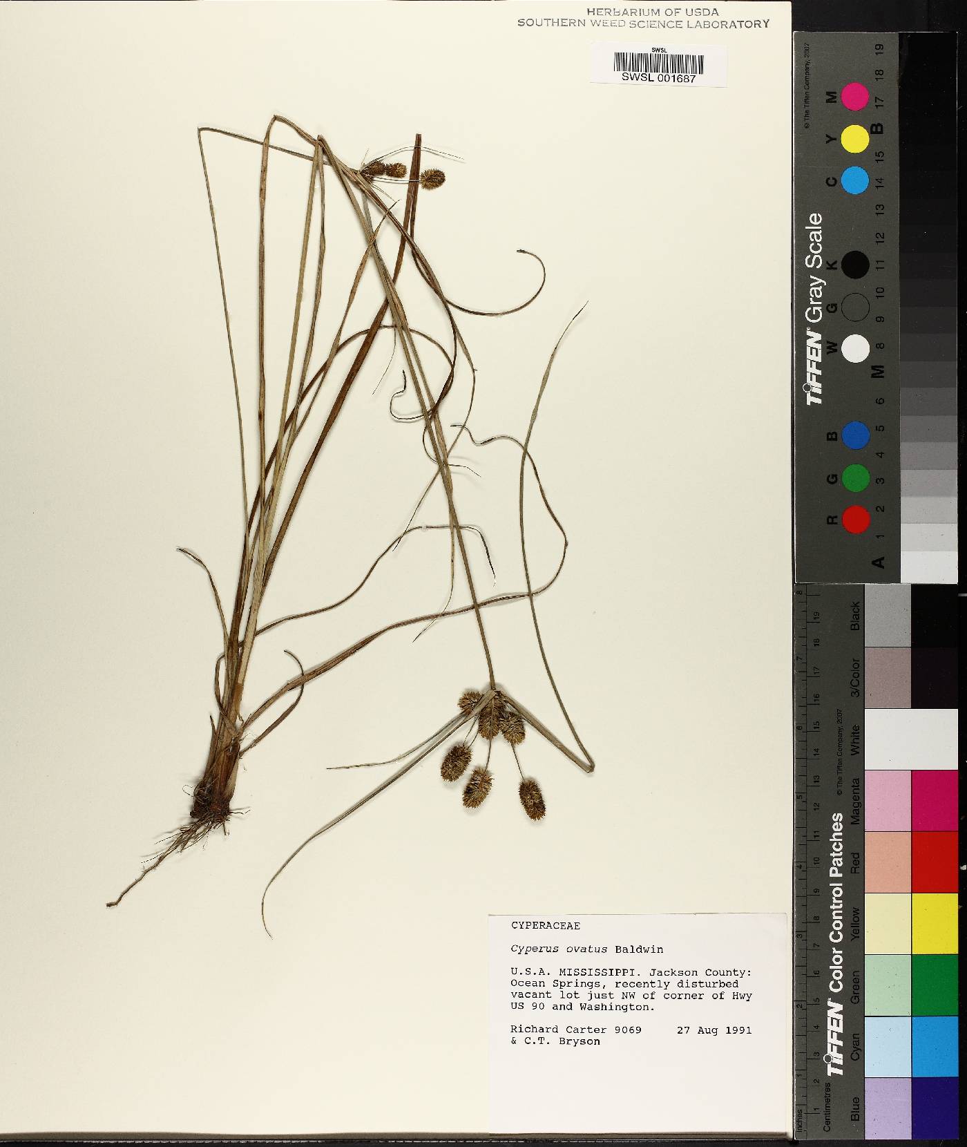 Cyperus ovatus image