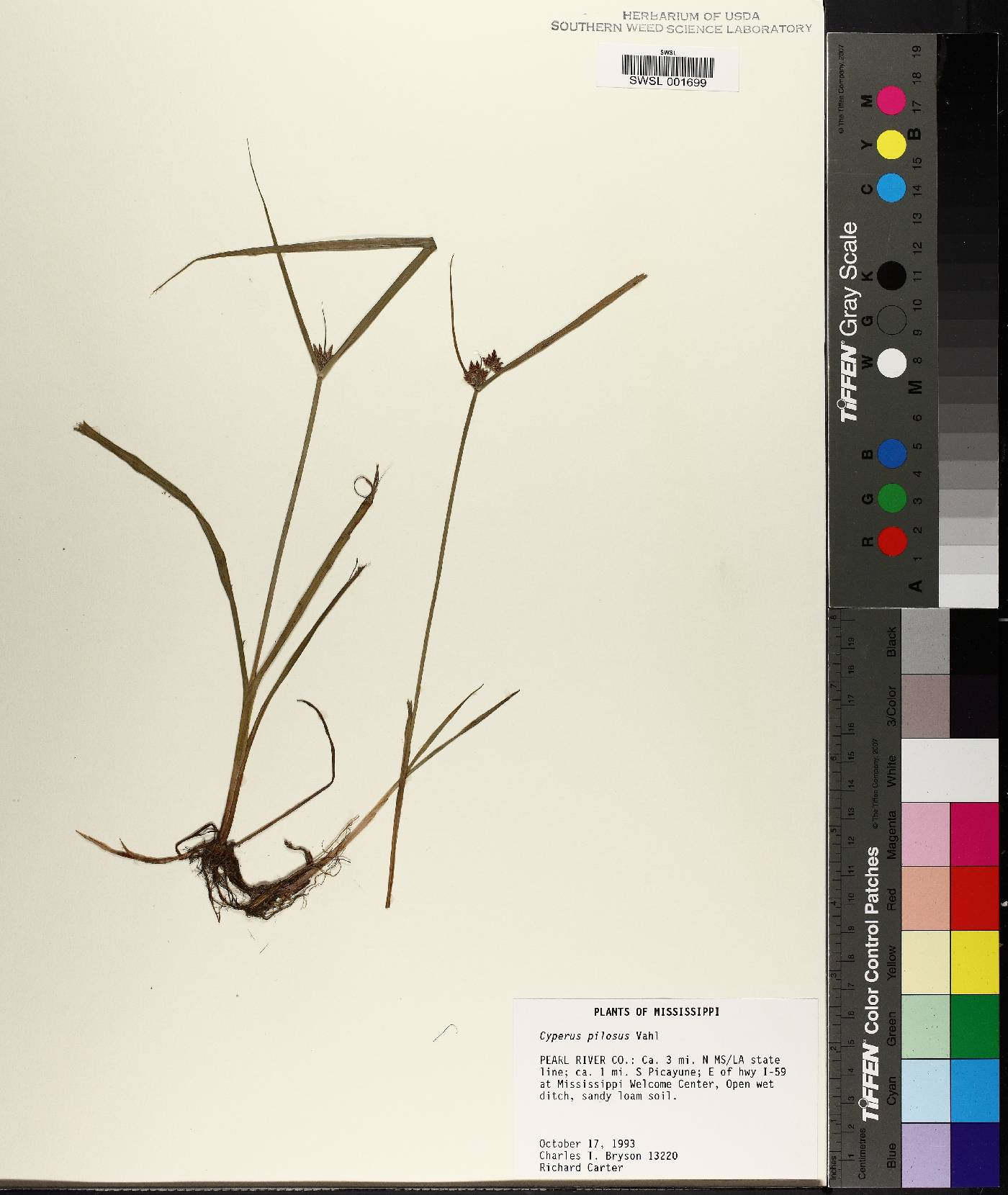 Cyperus pilosus image