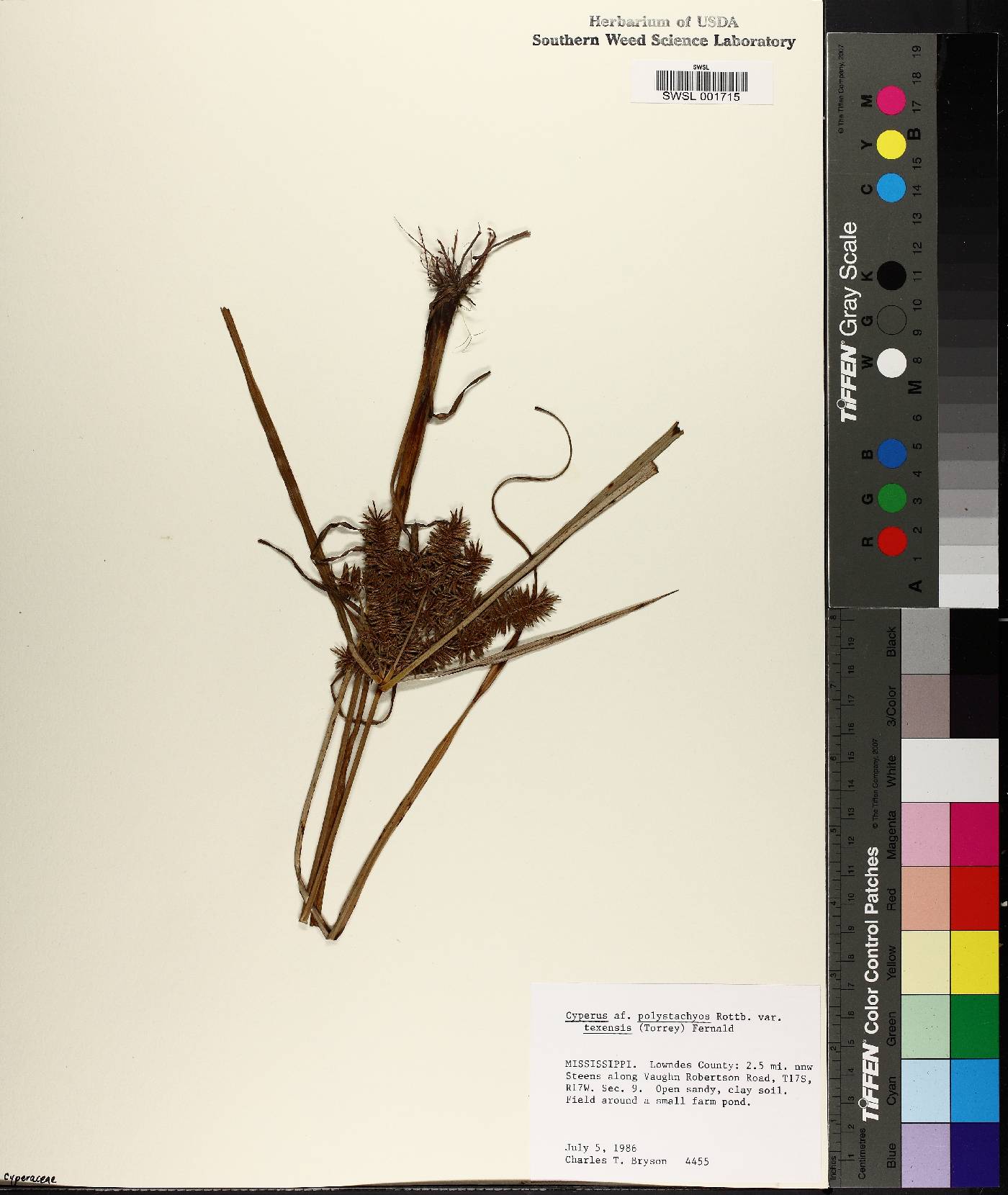 Cyperus polystachyos var. texensis image