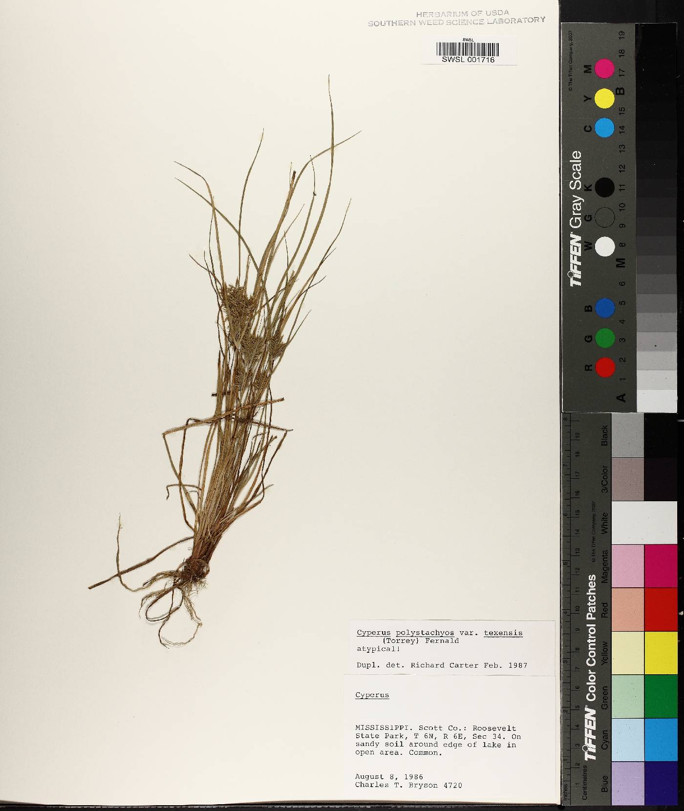 Cyperus polystachyos var. texensis image